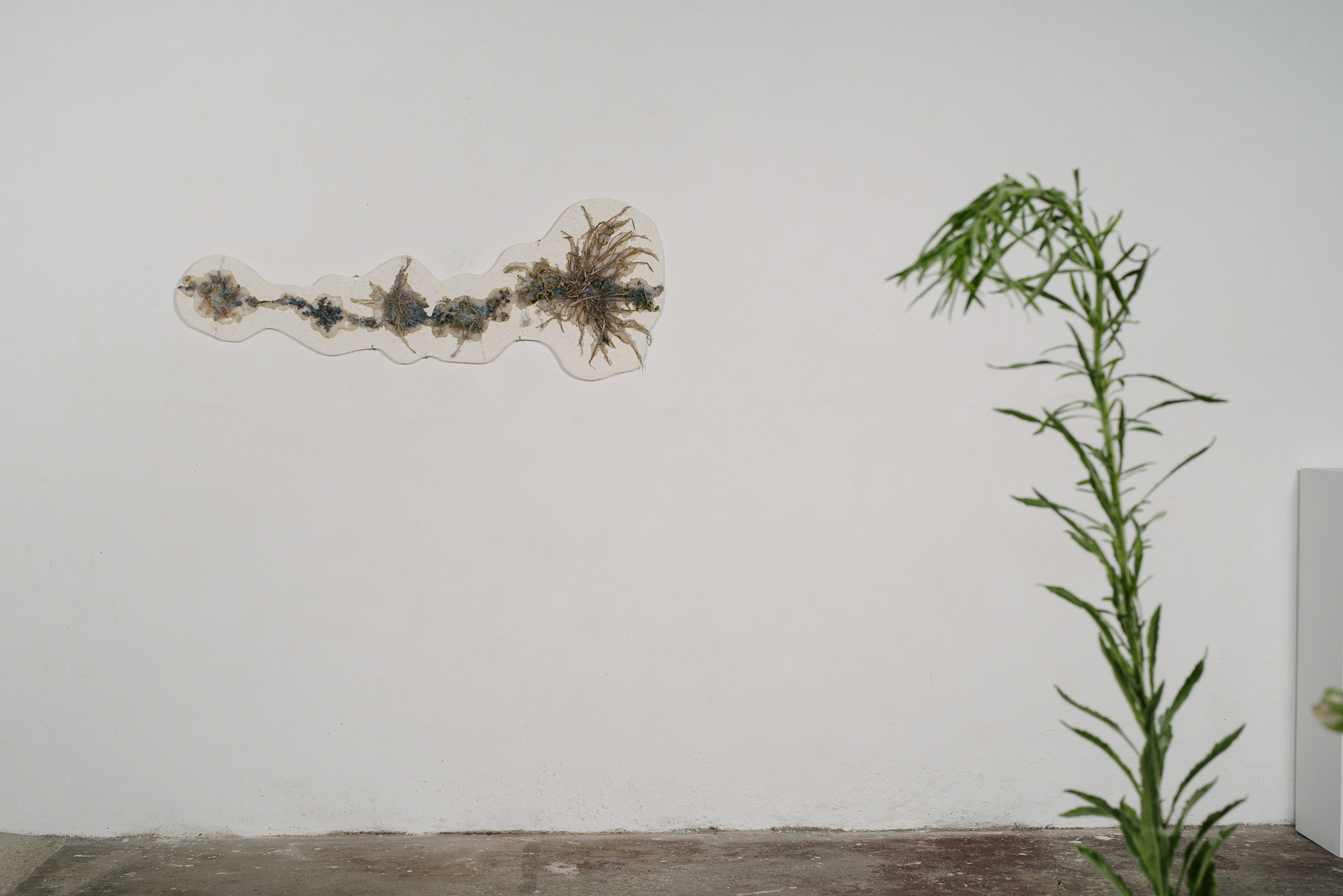 Merveilles et curiosités... Ode aux plantes des villes